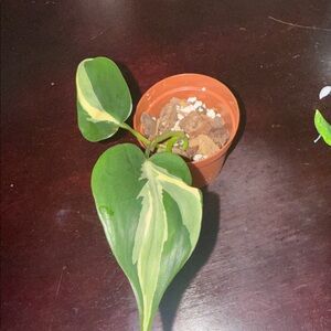 Philodendron cream splash